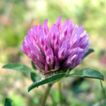 Close view of a red clover (trifolium pratense)