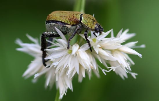 Colorful beetle crawling on a white flower