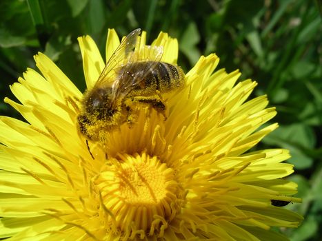 Close view of a honey bee on a dandelion