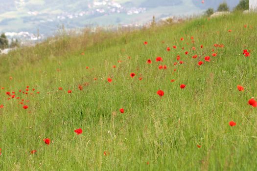 Field plenty of poppy flowers