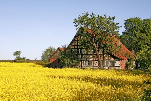 Old timbered house with rapeseed field, near Hilter, Osnabrücker Land, Germany. GermanyHilter, Hof mit Rapsfeld.