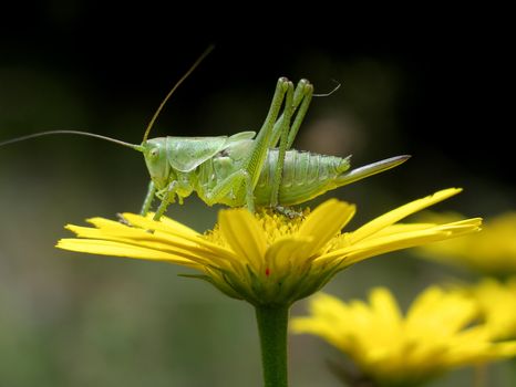 Big green grasshopper sitting on a yellow flower