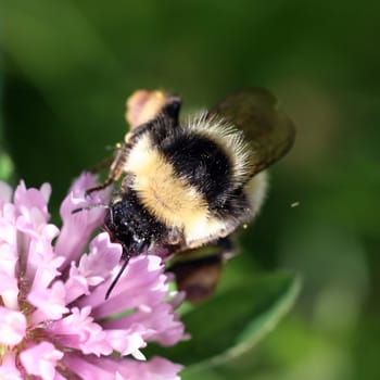 Close view of a bumblebee sucking nectar on a red clover 