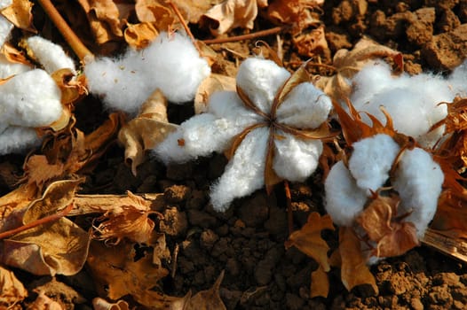 cotton flower background