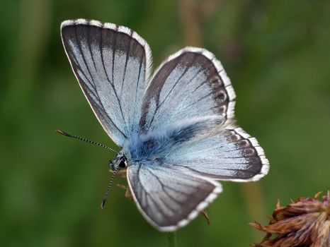 Close view of a butterfly (Lyssandra coridon) on a flower