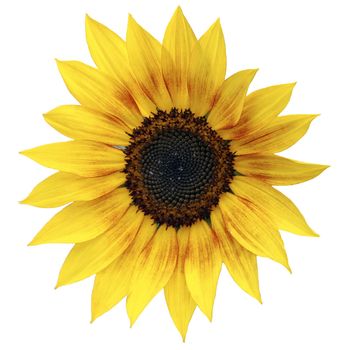 Close view of a sunflower isolated on a white background