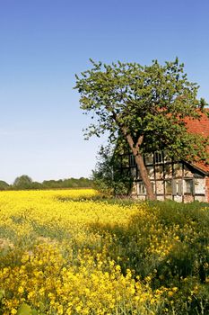 Old timbered house with rapeseed field, near Hilter, Osnabrücker Land, Germany. Hilter, Hof mit Rapsfeld.