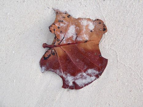 Close view of a leaf laying in the sand