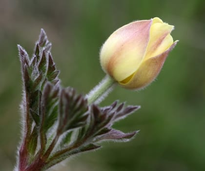 Close view of a closed anemone (anemona sulphurea)