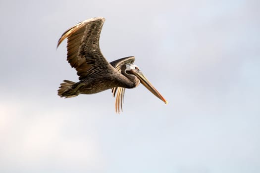 Close view of a flying pelican 