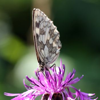 Close view of a butterfly (melanargia galathea) sucking nectar on a violet flower 