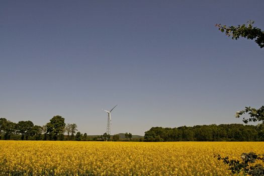 Wind-powered with Rapeseed, near Bad Iburg, Osnabrücker Land, Lower Saxony, Germany. Rapsfeld mit Windkraftanlagen in Allendorf.