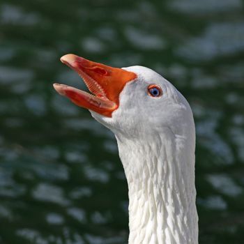 Portrait of a white goose with open beak