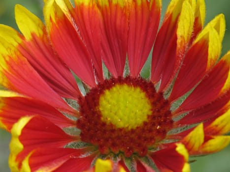 Gaillardia aristata, Kokardenblume