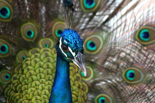 Close view of a beautiful, displaying male peacock