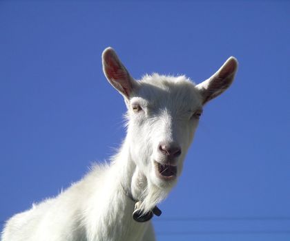 White goat looking curiously in front of a blue sky