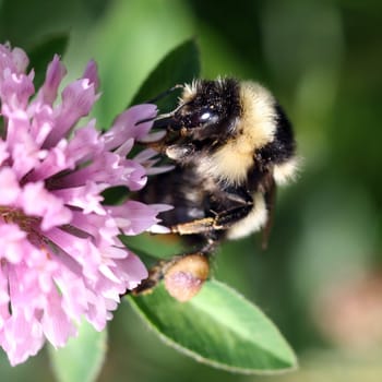 Close view of a bumblebee sucking nectar on a red clover 