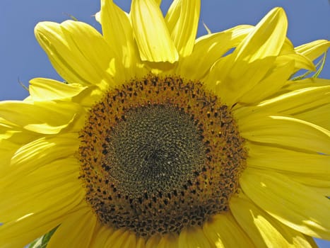 Helianthus, Sonnenblume, Sonnenblumen, sun flower