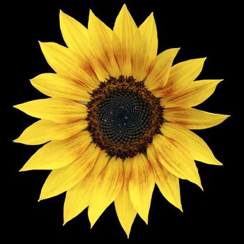 Close view of a sunflower isolated on a black background