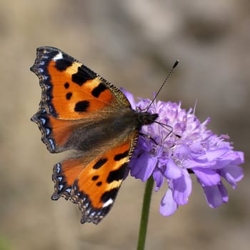 Close view of a butterfly sucking nectar on a flower (knautia arvensis)