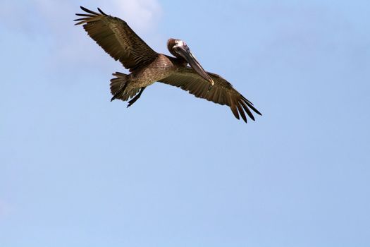 Flying pelican looking for food