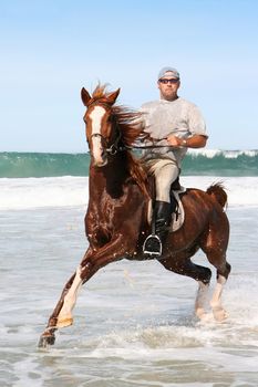 Brown horse and rider in the water at the beach