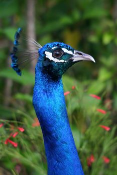 Portrait of a colorful male peacock