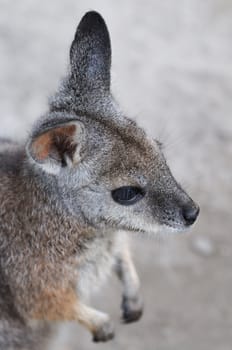 portarit of cute wallaby