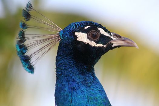 Portrait of a male peacock