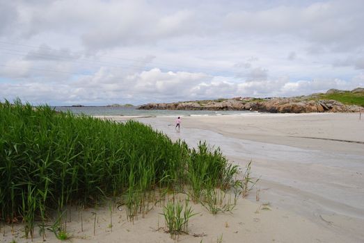 beach with vegetation