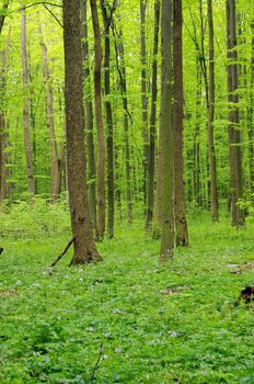 green forest background in a sunny day