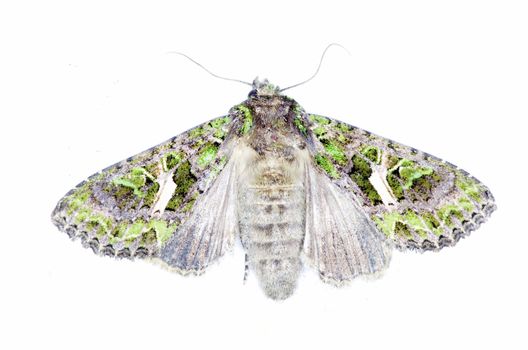 moth isolated on white background