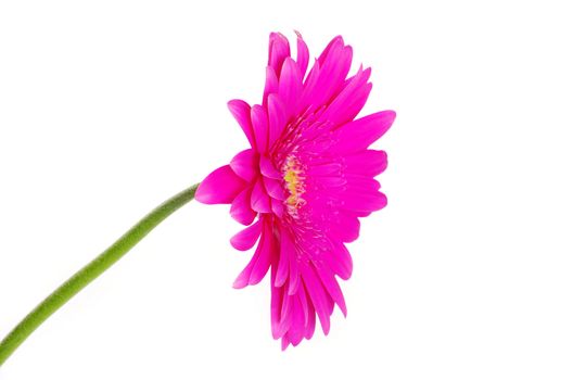 gerbera flower closeup on white background