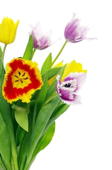 bouquet of the tulips on white background