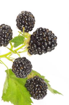 blackberry isolated on white background