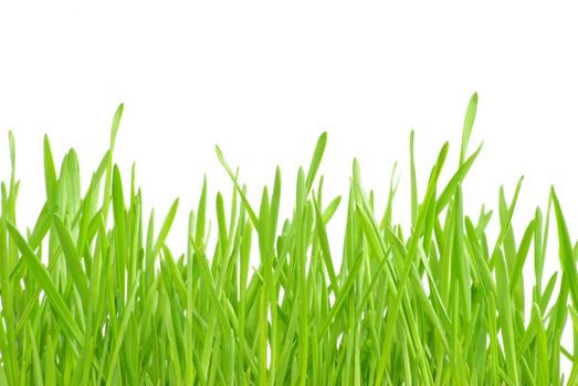Green grass isolated on white background