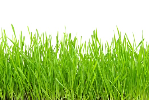 Green grass isolated on white background