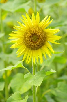 Closeup of a bright yellow sunflowers