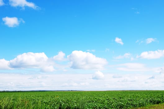 field on a background of the blue sky
