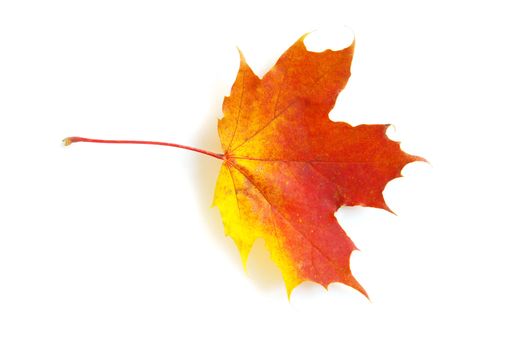 autumn maple leaf isolated on white background