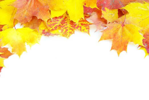 autumn maple leafs isolated on a white 