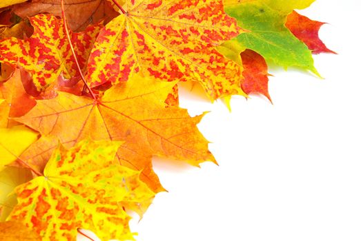 autumn maple leafs isolated on a white 
