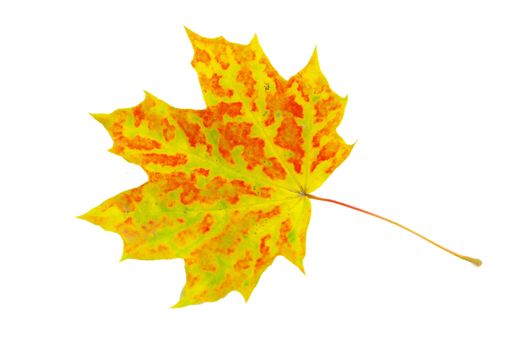 autumn maple leaf isolated on white background