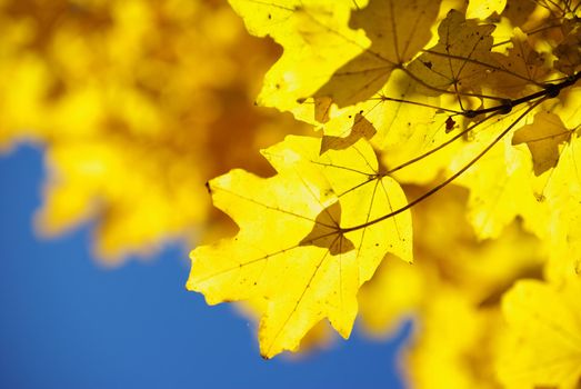 autumn leaves background in sunny day