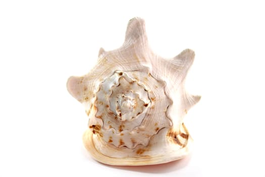 seashell isolated over white background