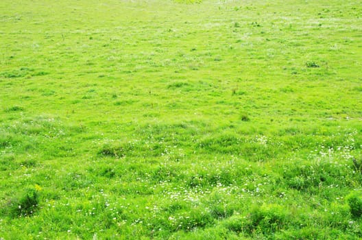 green grass texture from a  field           