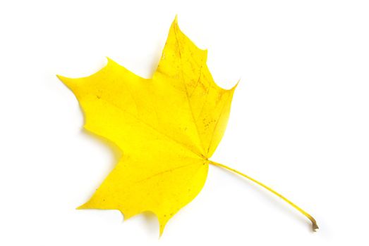 autumn maple leaf isolated on white background