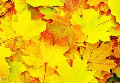 Texture of a maple leaf as background