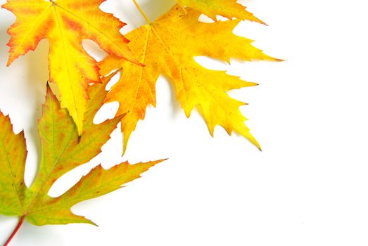 autumn maple leaves isolated on a white