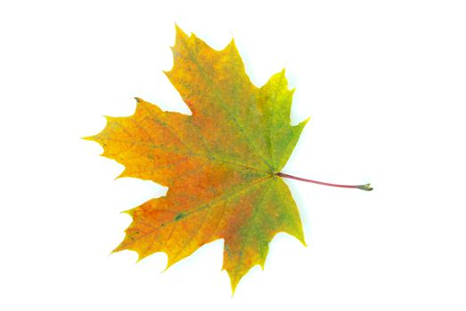 autumn maple leaf isolated on white background